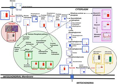 A multimodal approach identifies lactate as a central feature of right ventricular failure that is detectable in human plasma